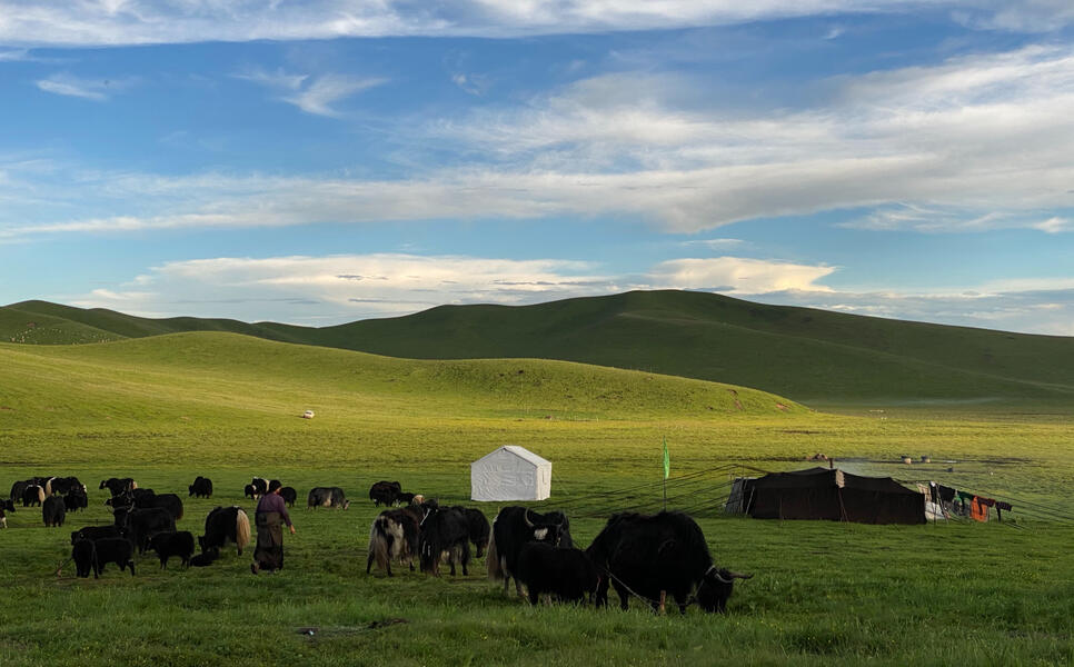I conducted half of my PhD fieldwork in the Tibetan grasslands, where pastoralism constitutes the primary livelihood.