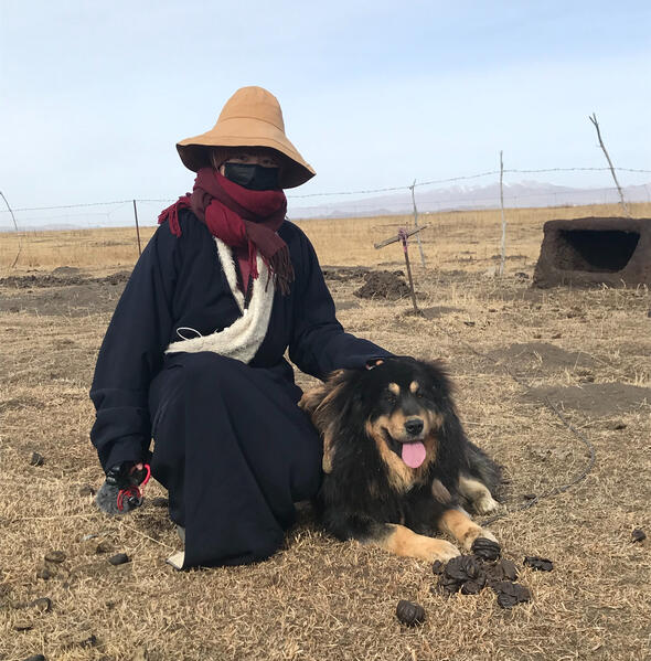 In these Tibetan pastures, I examined how pastoralists employ their guard dogs to protect livestock. Since the late 1980s, these dogs were commoditised and rebranded as the “Tibetan Mastiff” in Chinese and global markets.