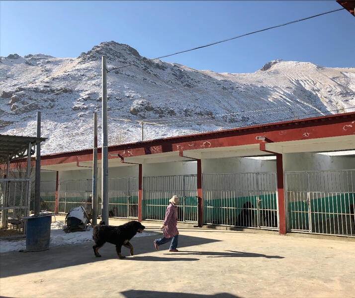 The other half of my PhD fieldwork took place in Tibetan Mastiff breeding farms in China, where pastoral guard dogs are transformed into commodities and instruments of reproduction.