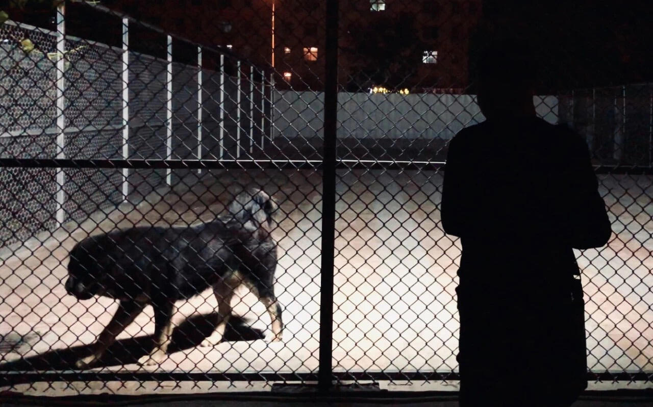 A Tibetan Mastiff at a breeding farm in northern China, admired by a guest through its enclosure.