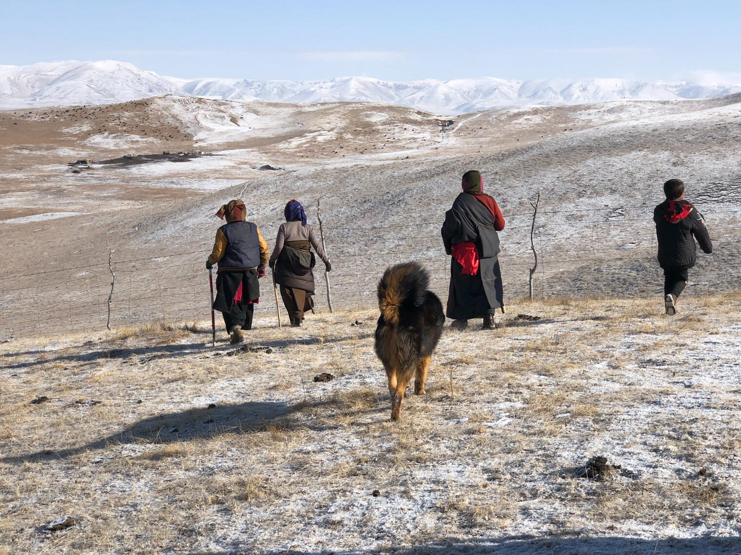 A Tibetan Mastiff roams the snow-capped grasslands of eastern Tibet, accompanying pastoralists on a visit.