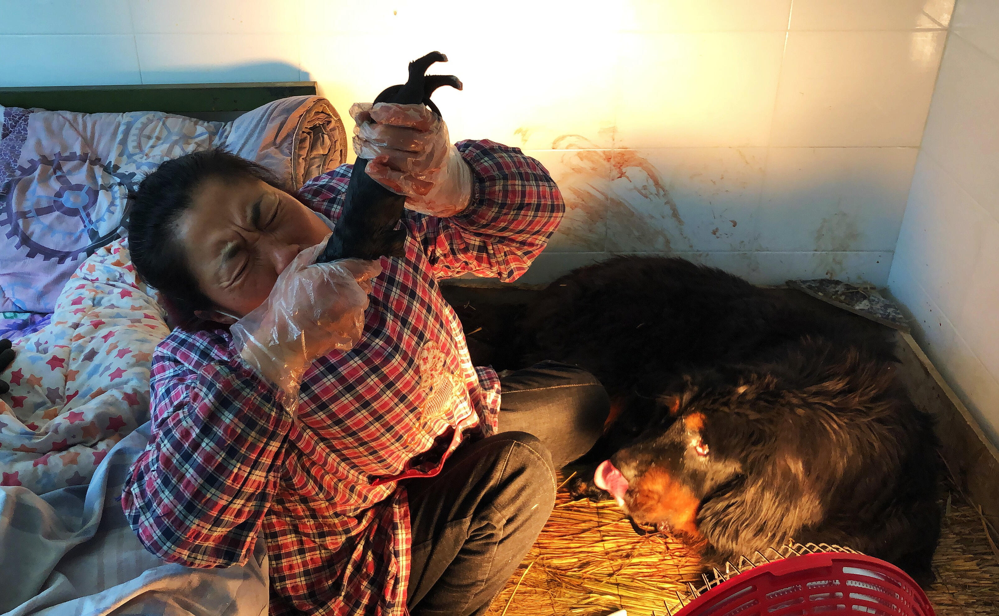 A just-born pup is suffocated by amniotic fluid. The human breeder has to immediately suck all the queasy liquid out of its mouth and nose to save it. I am doing my PhD fieldwork on the ambivalent values and human-dog ethics in the Tibetan Mastiff Fever.